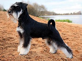 The Pros and Cons of Buying a Miniature Schnauzer from a Breeder