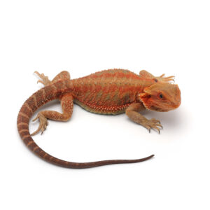 10 Tips for Finding the Best Reptiles for Sale