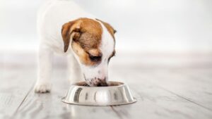 Where Can You Find the Best Dog Food?