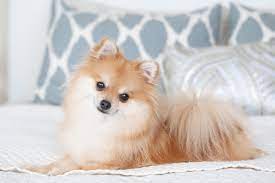 Top Places to Buy Teacup Dogs Online: A Comprehensive Guide