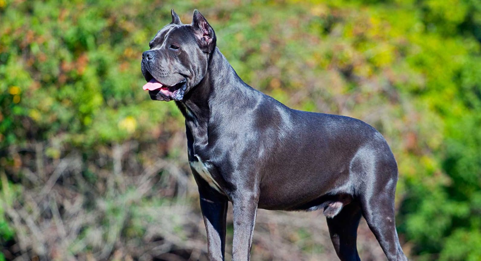 Cost-Effective Cane Corso Puppies: A Guide to Choosing the Right One for You