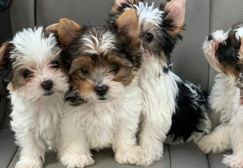 Parti Yorkies for Sale: Why This Adorable Breed is the Perfect Addition to Your Family