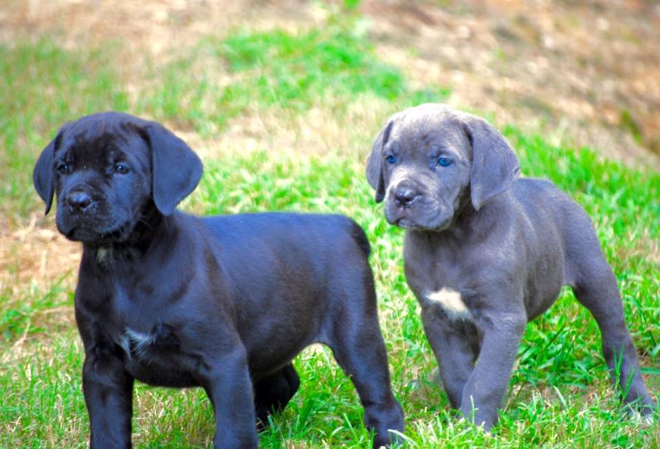 Cane Corso Puppies for Sale: How to Choose the Right Breeder